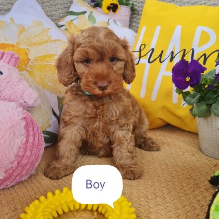 F2 Cavapoo puppies
