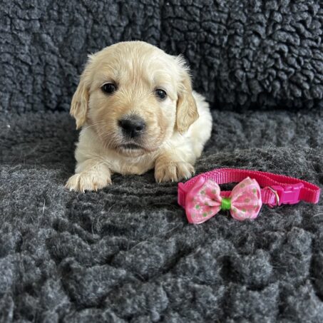KC Regd Golden Retriever Puppies
